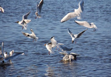 Mavi sularda beyaz deniz martıları
