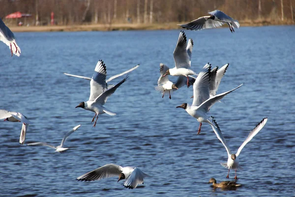 White sea gulls on a background of blue water