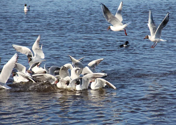 蓝水背景上的白海鸥 — 图库照片