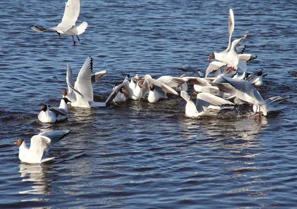 White sea gulls on a background of blue water