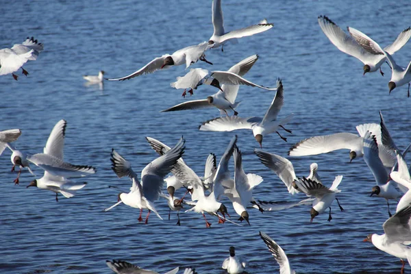 White sea gulls on a background of blue water