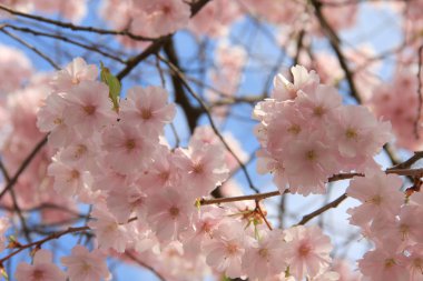 Sakura ilkbaharda mavi gökyüzüne karşı çiçek açar. Doğal arka plan