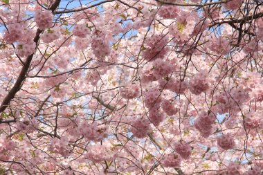 Sakura ilkbaharda mavi gökyüzüne karşı çiçek açar. Doğal arka plan