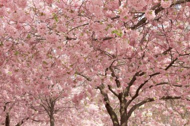 Sakura ilkbaharda mavi gökyüzüne karşı çiçek açar. Doğal arka plan
