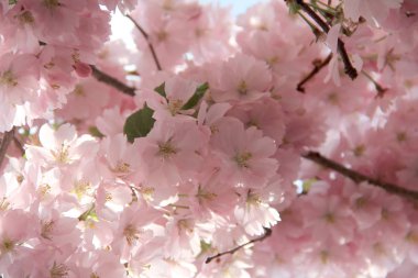 Sakura ilkbaharda mavi gökyüzüne karşı çiçek açar. Doğal arka plan