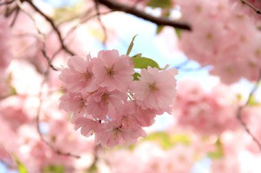 Sakura ilkbaharda mavi gökyüzüne karşı çiçek açar. Doğal arka plan