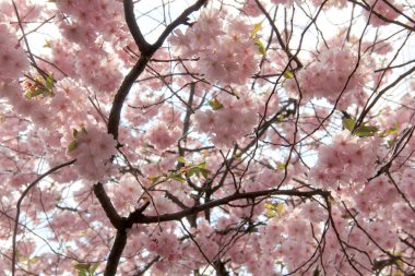 Sakura ilkbaharda mavi gökyüzüne karşı çiçek açar. Doğal arka plan