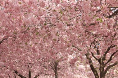Sakura ilkbaharda mavi gökyüzüne karşı çiçek açar. Doğal arka plan