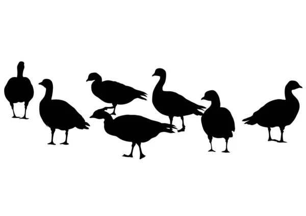 Wild Ducks Flock White Background — Stockový vektor