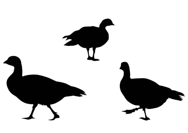 Wild Ducks Flock White Background — Stockový vektor