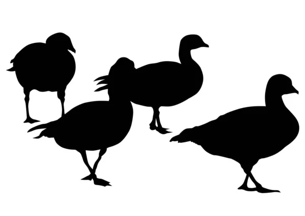Wild Ducks Flock White Background — Stockový vektor