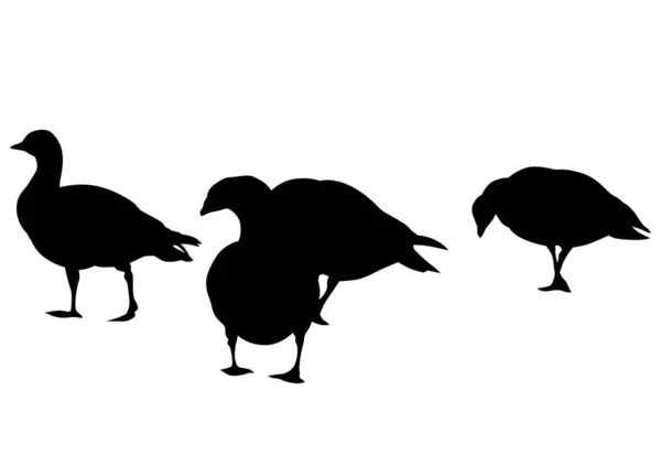 Patos Salvajes Acuden Bandada Sobre Fondo Blanco — Vector de stock