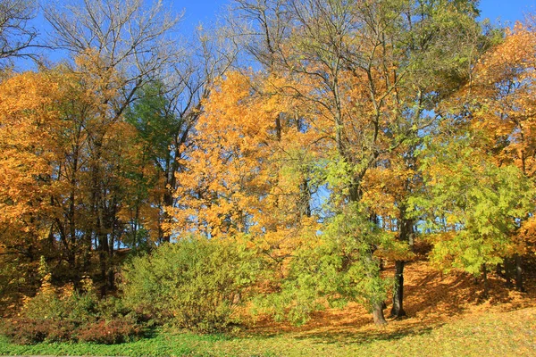 Trees Fall Foliage Country Park — Stock Photo, Image