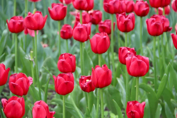 Tulipanes Multicolores Lecho Flores Enfermo Naturaleza — Foto de Stock