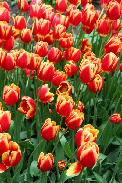 Tulipanes Multicolores Lecho Flores Enfermo Naturaleza — Foto de Stock