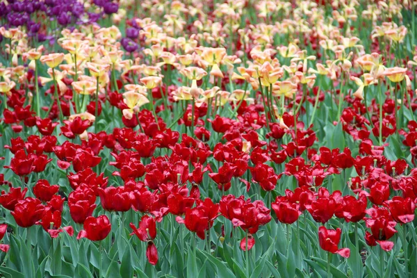 Разноцветные Тюльпаны Больном Цветнике Природе — стоковое фото