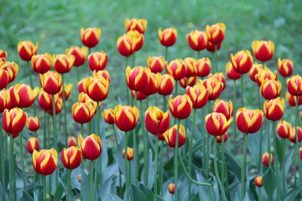 Tulipanes Multicolores Lecho Flores Enfermo Naturaleza — Foto de Stock