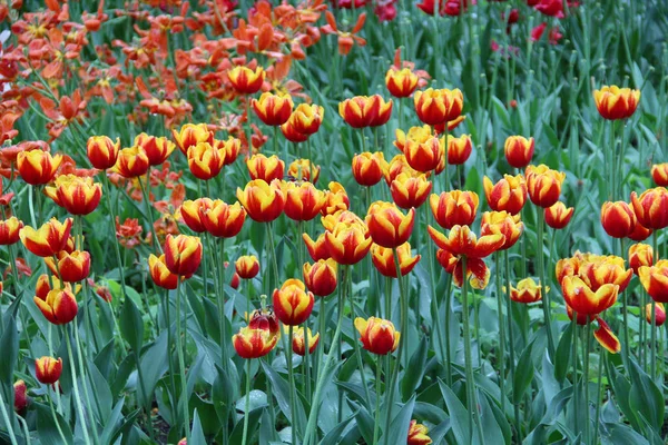 Tulipanes Multicolores Lecho Flores Enfermo Naturaleza — Foto de Stock