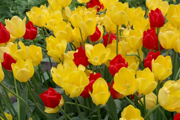 Tulipanes Multicolores Lecho Flores Enfermo Naturaleza — Foto de Stock