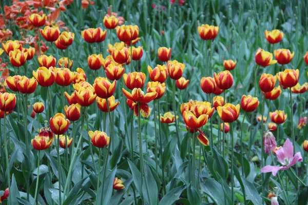 Tulipanes Multicolores Lecho Flores Enfermo Naturaleza — Foto de Stock