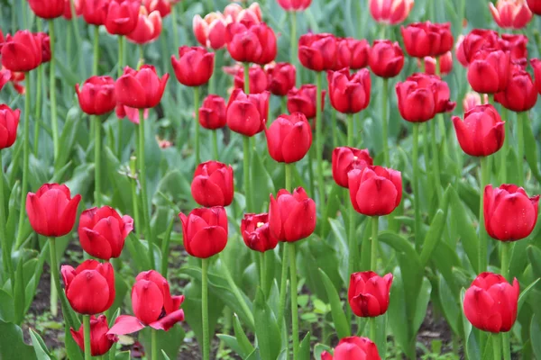 Tulipanes Multicolores Lecho Flores Enfermo Naturaleza — Foto de Stock