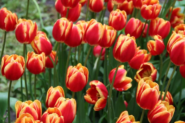 Multicolored Tulips Sick Flower Bed Nature — Stock Photo, Image