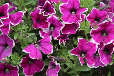 Doğada çok renkli çiçekler