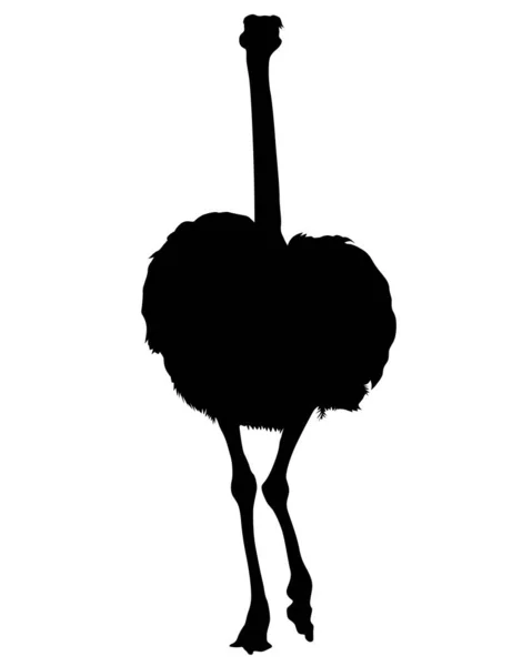 Wild African Ostrich White Background — 스톡 벡터