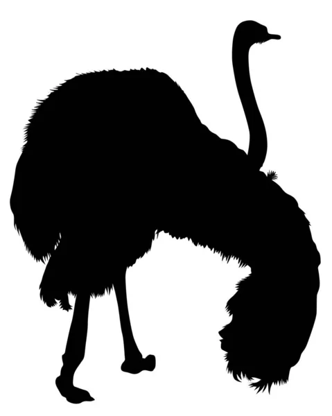 Wild African Ostrich White Background — 스톡 벡터