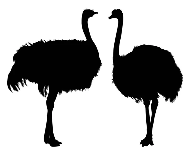 Wild African Ostrich White Background — 스톡 벡터