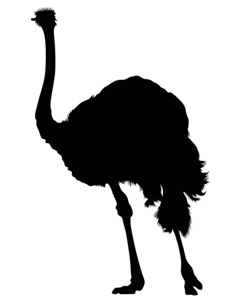 Wild African Ostrich White Background — Stock Vector