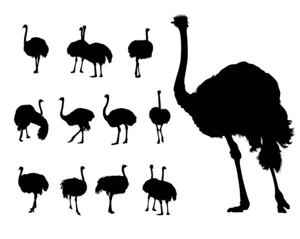 Wild African Ostrich White Background — 스톡 벡터