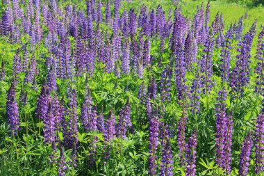 Çiçekler ve çim ile yaz alanı. Doğal arka plan