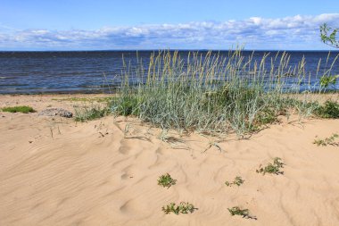 Büyük dalgalar deniz ve kumsal