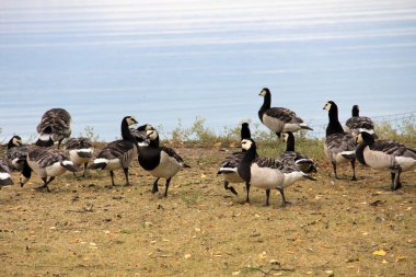 Finlandiya doğasında beyaz yanaklı kaz sürüsü