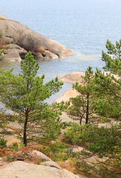 Stenen Rotsen Bomen Aan Noordzee — Stockfoto