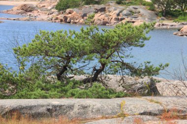 Kuzey Denizi'ndeki taş kayalar ve ağaçlar