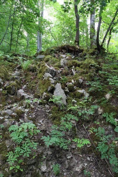 Kanyon ve orman ağaçlarında yüksek taş duvar