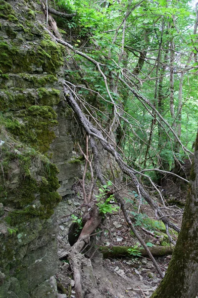 Vysoká Kamenná Zeď Kaňonu Lesních Stromech — Stock fotografie