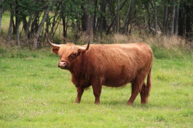 Yeşil çim ile alanda büyük boğa
