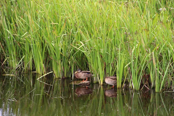 Stormo Anatre Erba Finlandia Natura — Foto Stock