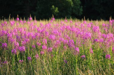 Çiçekler ve çim ile yaz alanı. Doğal arka plan