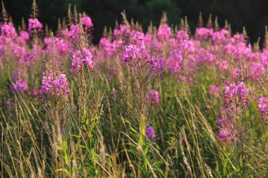 Çiçekler ve çim ile yaz alanı. Doğal arka plan
