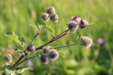 Thistle yeşil doğa arka plan üzerinde