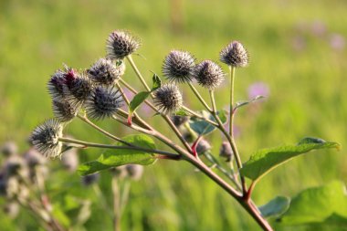 Thistle yeşil doğa arka plan üzerinde