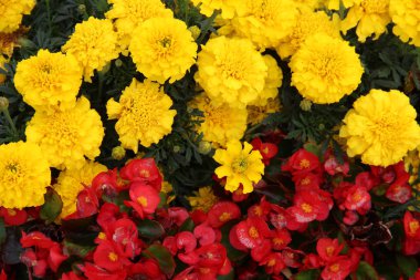 Doğada hasta bir çiçek tarhında çok renkli çiçekler