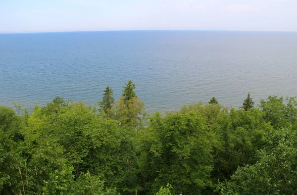 Skogsträd Havet Sandstrand — Stockfoto