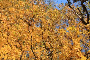 Ağaçları ile yeşillik ülke park düşmek.
