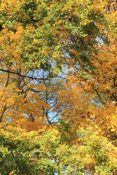 Trees Fall Foliage Country Park Stock Image