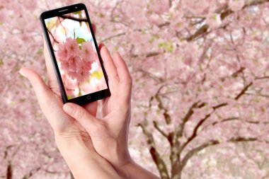 Çiçeklenme sakura bir arka plan üzerinde bir kadın elinde Modern akıllı telefon